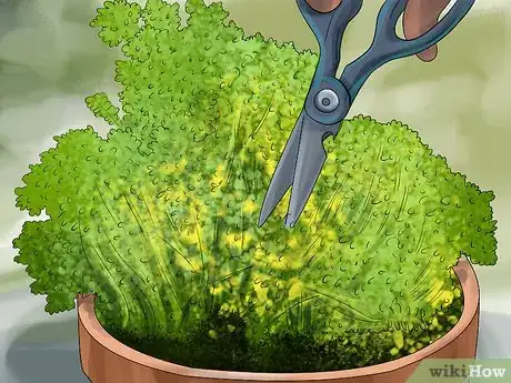 Image titled Harvest Herbs Step 2