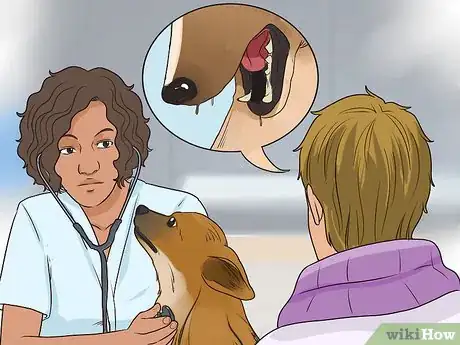 Image titled Prevent an Older Dog from Overheating Step 9