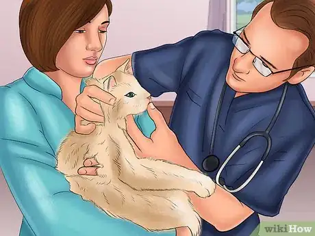 Image titled Protect an Outdoor Cat from Excess Sunlight Step 13