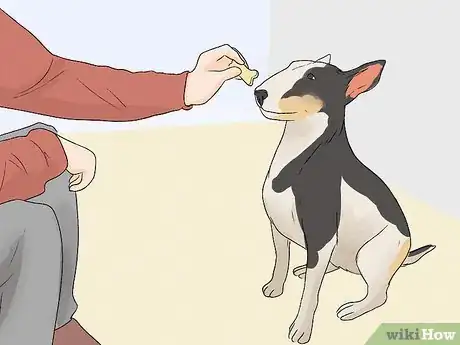 Image titled Identify a Bull Terrier Step 13