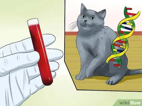 Image titled Identify a Russian Blue Step 10