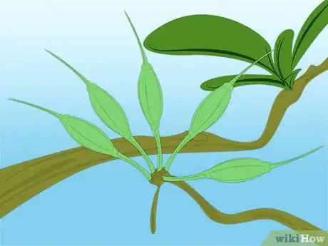 Image titled Propagate Azaleas Step 27