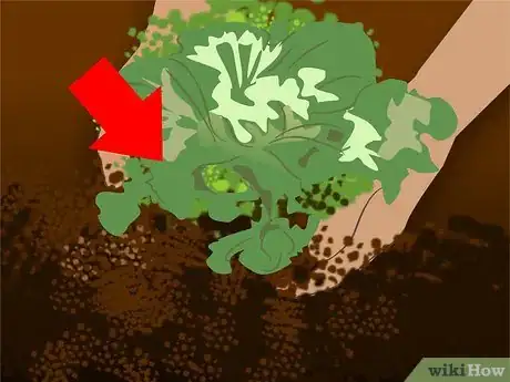 Image titled Grow Ornamental Flowering Kale Plants Step 8