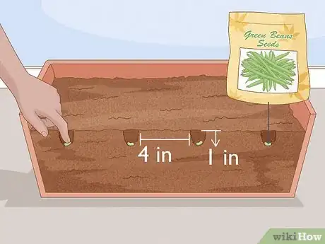 Image titled Grow Green Beans Indoors Step 4
