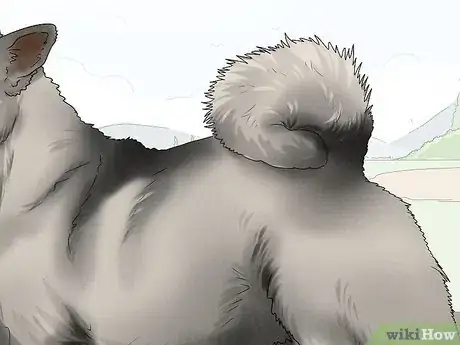 Image titled Identify a Norwegian Elkhound Step 6