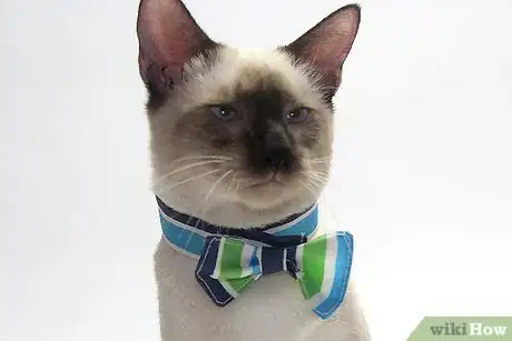 Image titled Make a Bow Tie for Your Cat Step 19