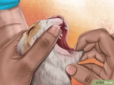 Image titled Identify Early Signs of Chronic Kidney Disease in Cats Step 6