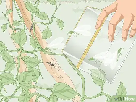 Image titled Kill Thrips Step 2