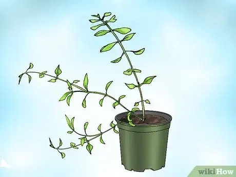 Image titled Grow Bacopa Plants Step 5