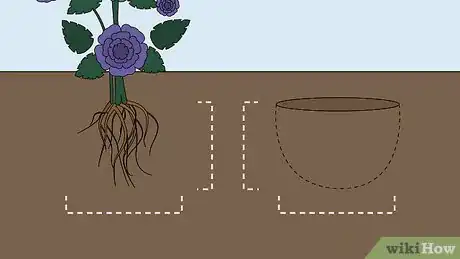 Image titled Care for a Midnight Blue Rose Bush Step 5