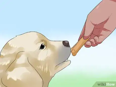 Image titled Get Your Dog to Follow You Step 10