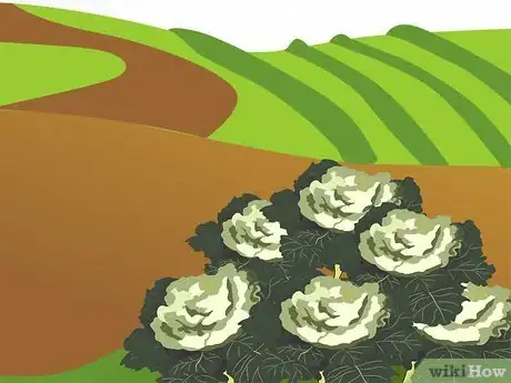 Image titled Grow Ornamental Flowering Kale Plants Step 2