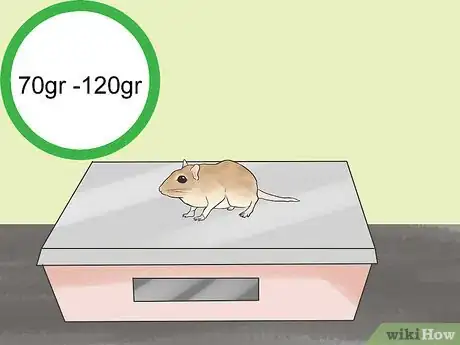 Image titled Care for a Shaw's Jird Step 12