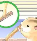 Train Your Hamster