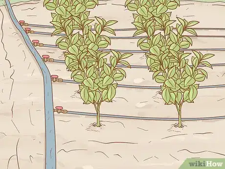 Image titled Grow Ruscus Step 9