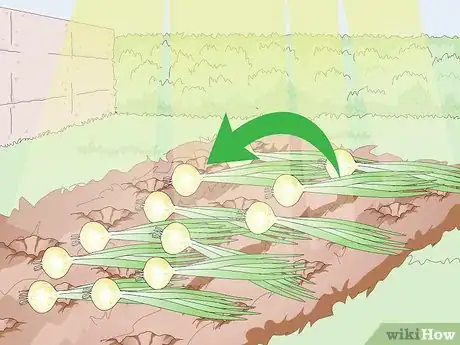 Image titled Grow Sweet Onions Step 12