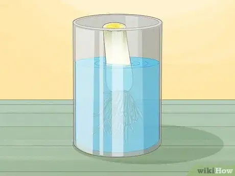 Image titled Grow Leeks from Leeks Step 2