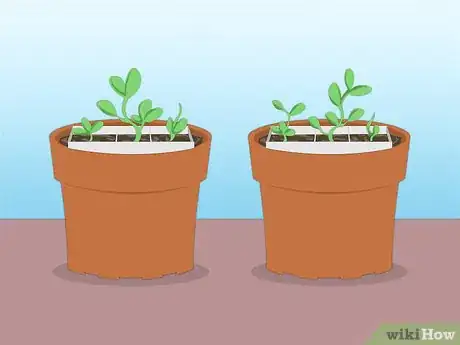 Image titled Propagate Azaleas Step 48