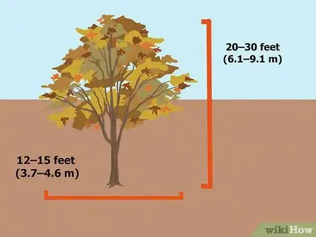 Image titled Choose Japanese Maple Trees Step 2