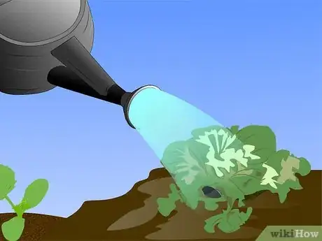 Image titled Grow Ornamental Flowering Kale Plants Step 9