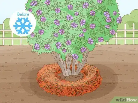 Image titled Care for a Purple Flower Potato Bush Step 12