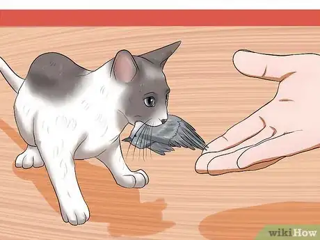 Image titled Get a Grumpy Cat to Like You Step 13