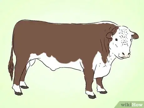 Image titled Identify Hereford Cattle Step 2