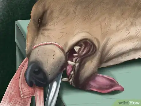 Image titled Care for a Greyhound Step 20