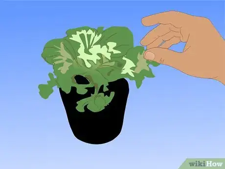 Image titled Grow Ornamental Flowering Kale Plants Step 5