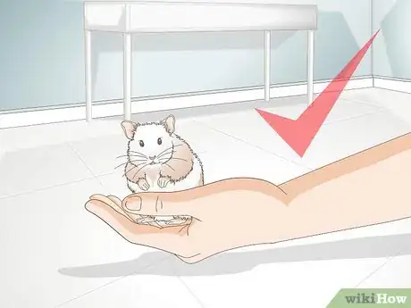 Image titled Train a Hamster or a Mouse to Walk on a Tightrope Step 6