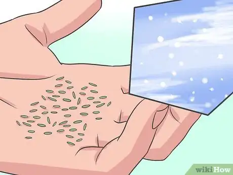 Image titled Grow Asters Step 1