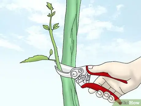 Image titled Grow Quince Step 9