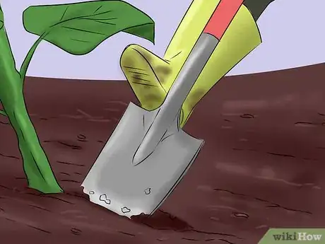 Image titled Get Rid of Sunflowers Step 8