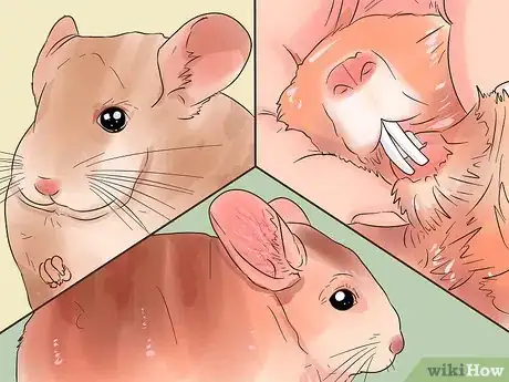 Image titled Diagnose Heart Murmurs in Chinchillas Step 2