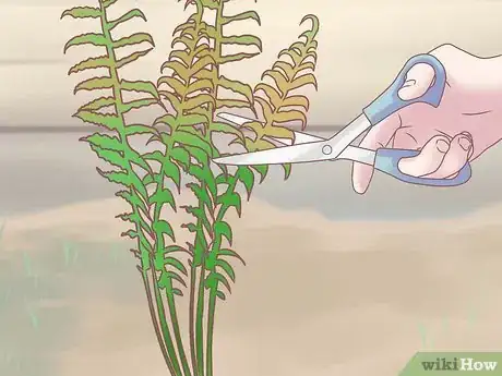 Image titled Grow Ferns Step 19