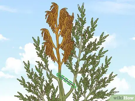 Image titled Prune Evergreen Trees Step 6