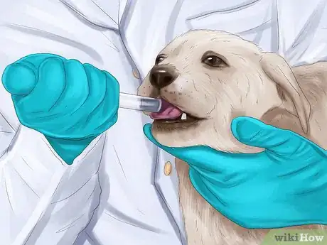 Image titled Prevent Ascarids in Dogs Step 3