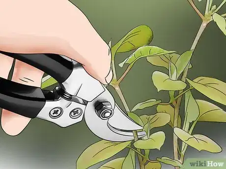 Image titled Kill Spider Mites Step 12