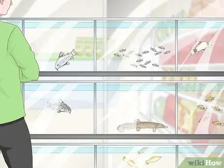 Image titled Determine Which Breed of Corydoras is Best for Your Aquarium Step 7