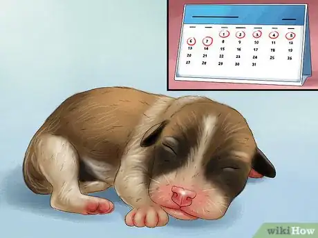 Image titled Track the Development of New Puppies Step 2
