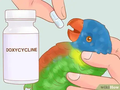 Image titled Treat Chlamydiosis in Lories and Lorikeets Step 7