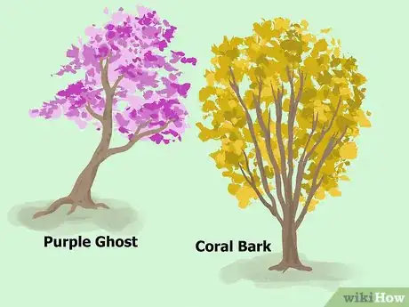 Image titled Choose Japanese Maple Trees Step 7