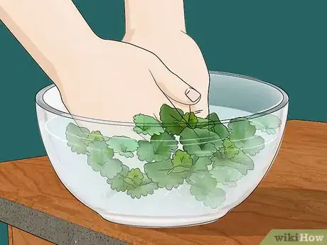 Image titled Harvest Creeping Charlie Step 4