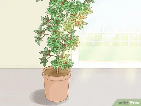 Image titled Grow Miracle Berries Step 10