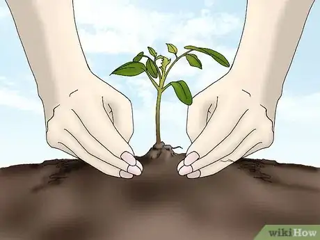 Image titled Grow Quince Step 6