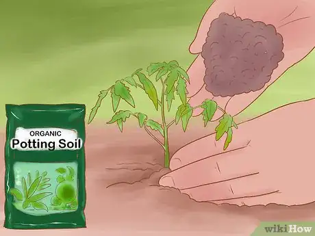Image titled Grow Roma Tomatoes Step 7