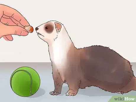 Image titled Play Fetch with a Ferret Step 10