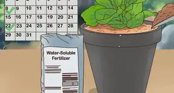 Buy Potted Flowers
