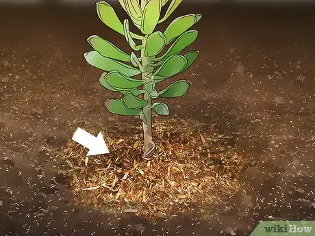 Image titled Grow Protea Step 8