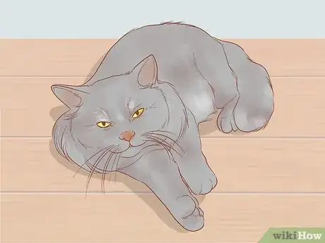 Image titled Choose Between Getting a Kitten or Adult Cat Step 9